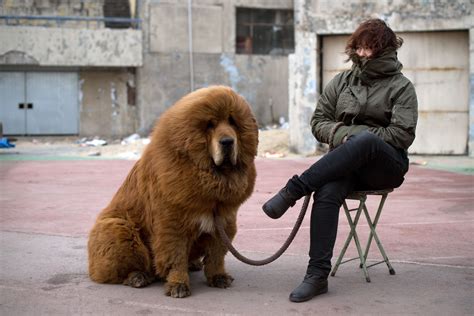 The Tibetan Mastiff | ferrebeekeeper