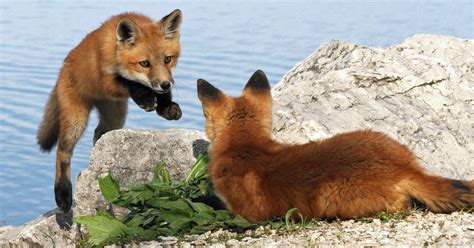 Red Fox Breeding - Schooling the cubs | Wildlife Online