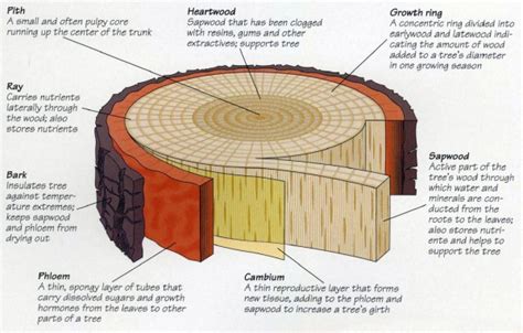 Anatomy of a Tree - All About Trees Certified Arborist Springfield MO