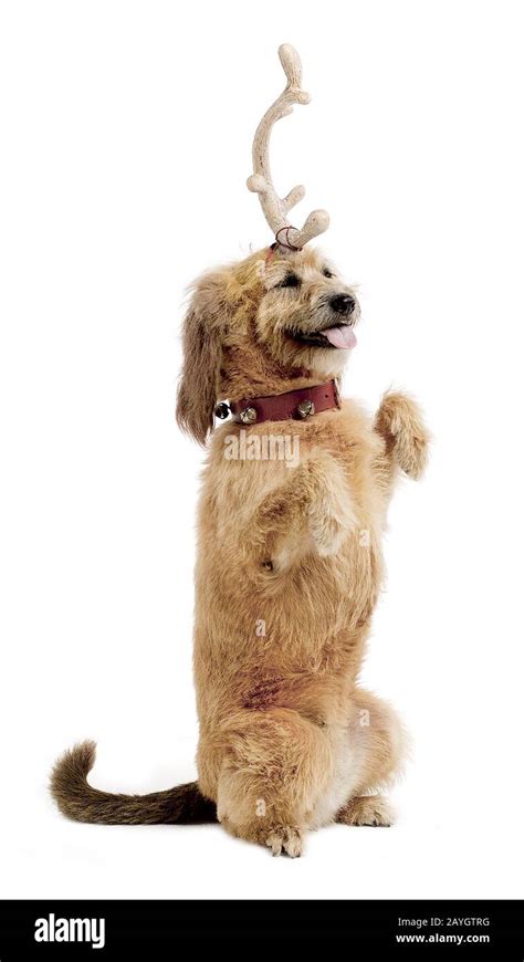 Max the Grinch dog Stock Photo - Alamy