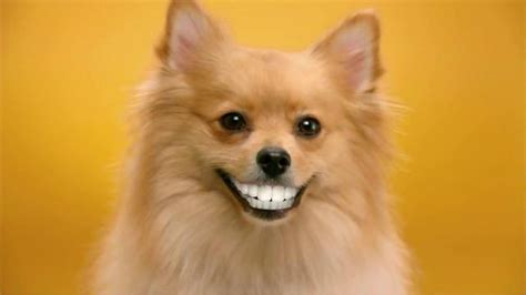 Pedigree Dentastix TV Commercial, 'Give Your Dog a Bright Smile' - iSpot.tv