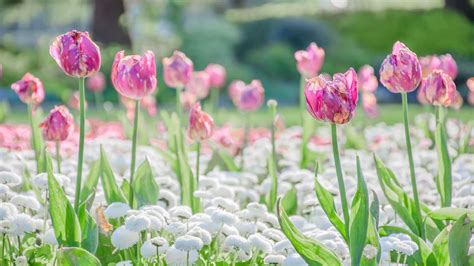 What is tulip fire and how do you prevent it? | Gardeningetc