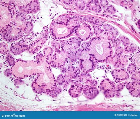 Mixed exocrine gland stock photo. Image of salivary, histology - 93292500