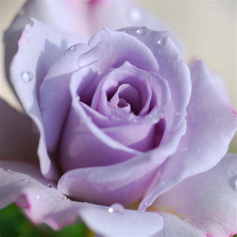 Color Lila - Lilac!!! Lilac Rose | Color Lilac - Lila!!! | Pinterest ...