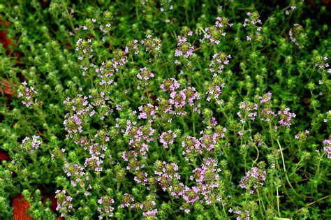 How to Grow and Care for Creeping Thyme