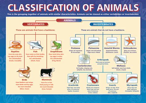 Classification And Characteristics Of Different Types Of