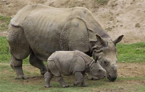 Javan Rhino Facts, Range, Habitat, Diet, Population, Pictures