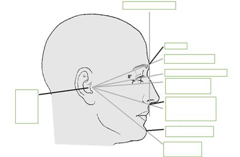 LATERAL SKULL LANDMARKS Diagram | Quizlet