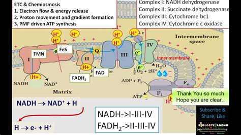 Simple Electron Transport Chain