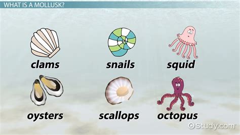 Mollusks: Characteristics & Types - Video & Lesson Transcript | Study.com