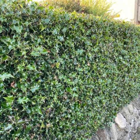 Bare Root Common Holly Hedge - Ilex Aquifolium - ScotPlants Direct UK