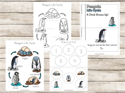 FREE Penguin Life Cycle Worksheets