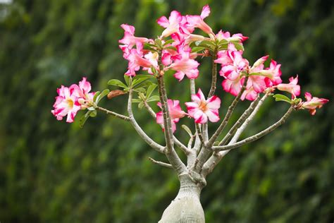 Desert roses: growing & caring for Adenium - Plantura