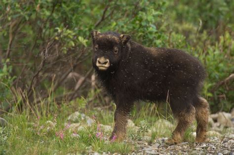 Arctic National Wildlife Refuge photos | ANWR Alaska pictures