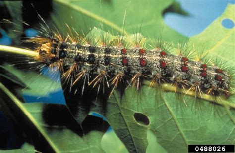 Spongy Moth (formally gypsy moth) | Vermont Invasives