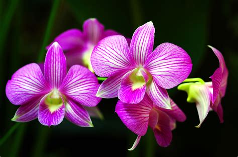 Beautiful orchids, Rainforest flowers, Orchid flower