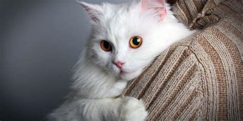 185 Best White Cat Names With Meanings 2025 - Cats.com