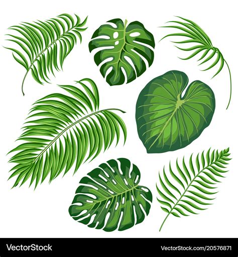 Leaves tropical plants Royalty Free Vector Image