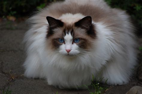 Fluffy cat ragdoll wallpapers and images - wallpapers, pictures, photos