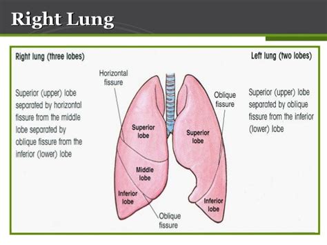 😊 Oblique fissure surface marking. oblique fissure (lung). 2019-01-19