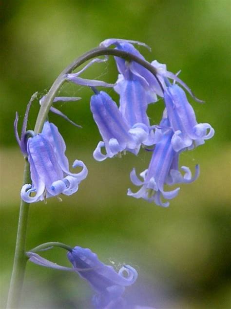 Bluebell Flowers: Beautiful and Whimsical Perennials - Dengarden