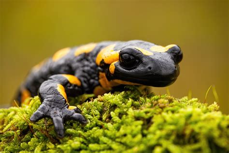 Fire Salamander — HEYMRJIM | Podcasts for Kids