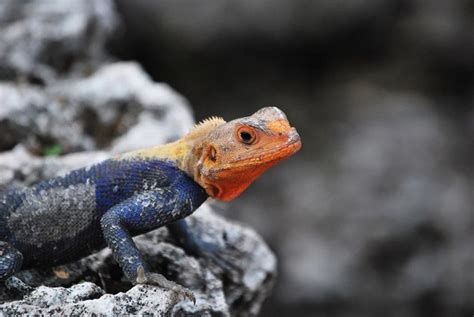 Agama Lizard: Characteristics, Diet, Facts & More [Fact Sheet]