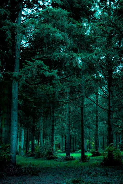 Aesthetic Green Forest Wallpapers - Wallpaper Cave