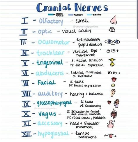 Cranial Nerves | Nursing student tips, Medical school stuff, Nursing ...