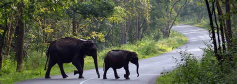 Wayanad Wildlife Sanctuary – Kerala Trip Planner