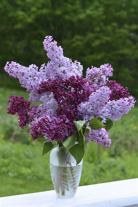 These are amazing #purplelavender | Amazing flowers, Lilac bouquet ...