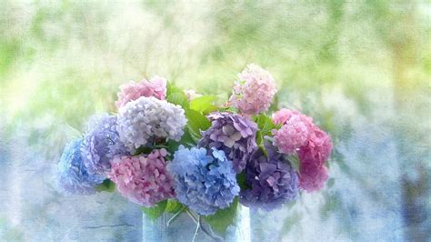 Hydrangea Wallpapers - Wallpaper Cave