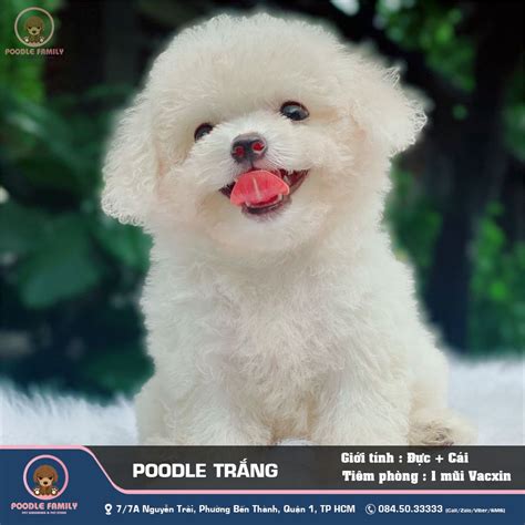 Chó Poodle Tiny Trắng: Bí Quyết Chăm Sóc Và Nuôi Dưỡng Sức Khỏe ...