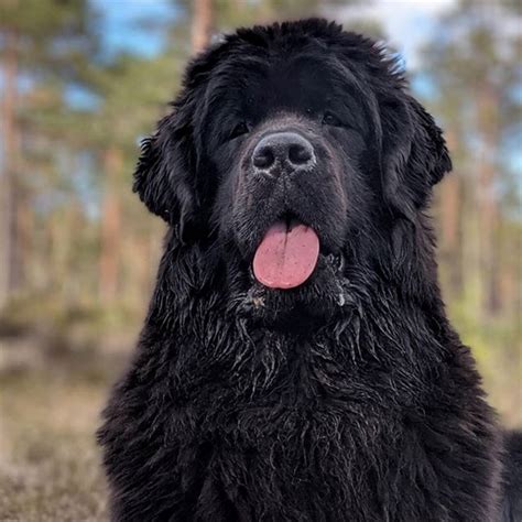 Newfoundland Dog Dog Breed Information, Images, Characteristics, Health