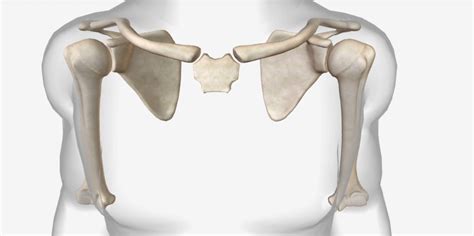 Diagram Of Shoulder Girdle - Shoulder Anatomy 102: A Beginner's Guide ...