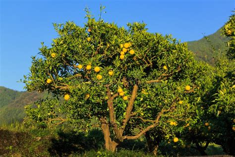 Yuzu fruits on the tree stock photo. Image of fresh, field - 79922686