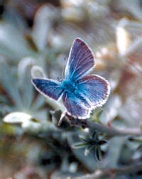 Mission blue butterfly Facts for Kids