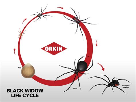 Black Widow Bite Stages : Black Widow Spider Life Cycle Black Widow ...