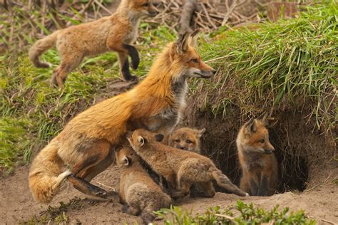 Renard Full HD Fond d'écran and Arrière-Plan | 2048x1368 | ID:383180