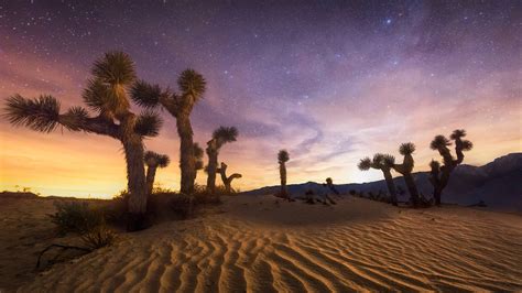 Bing HD Wallpaper Aug 10, 2024: Joshua Tree National Park, California ...