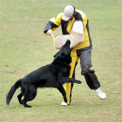 What Is Schutzhund Training? | German Shepherd Dog HQ