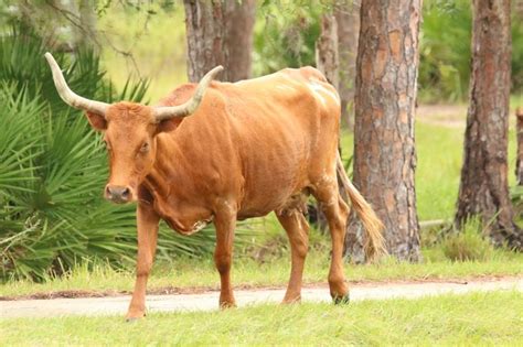 an animal with large horns standing in the grass