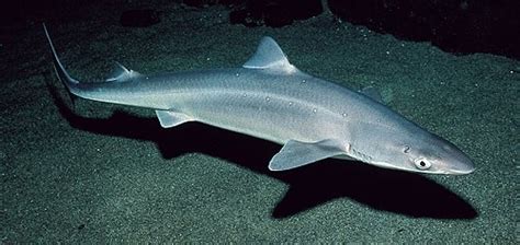 Spiny Dogfish | Animal Wildlife