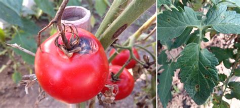 Tomato Early Blight Disease - Causes, Symptoms and Treatment