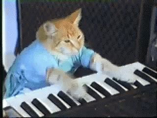 Cat Playing Piano Gif