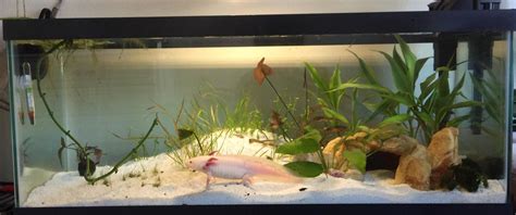 Best Axolotl Tanks On Amazon 2022 - The Pet Well