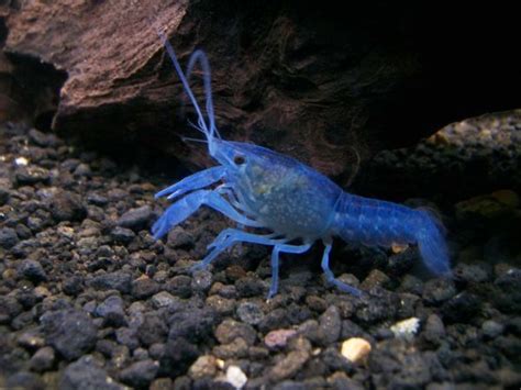 Let's do Some Zoology! - Electric Blue Crayfish (Procambarus alleni ...