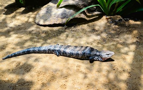 Blue Tongue Skink Care: The Complete Guide | Reptile Advisor