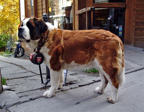 A Brief History of the Swiss Mountain Rescue Dog | POWDER