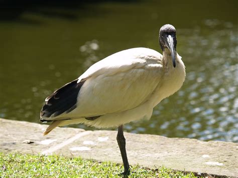 Australian Ibis – Geeky Girl Engineer